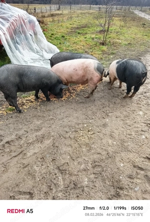 vand grasuni frumosi - imagine 4