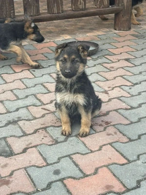 Pui Ciobănesc German - imagine 4