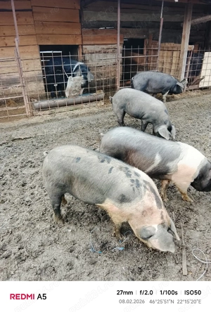 vand grasuni frumosi - imagine 3