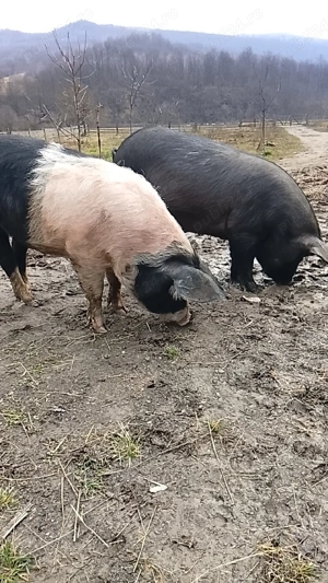 vand grasuni frumosi - imagine 5