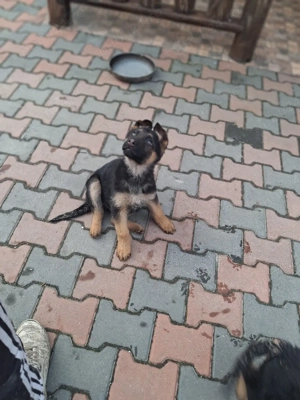 Pui Ciobănesc German - imagine 5