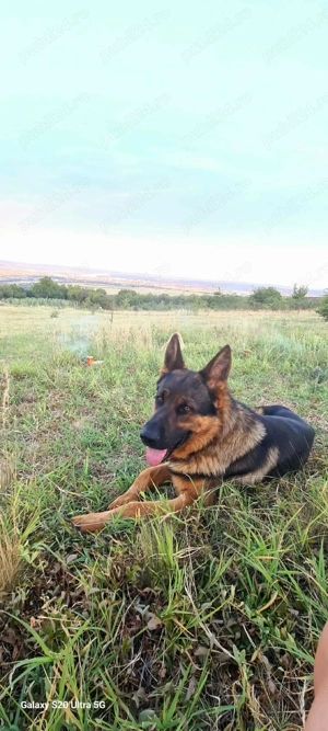 Ciobanesc german cauta prietena - imagine 3