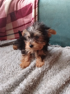 yorkshire trrier - imagine 2