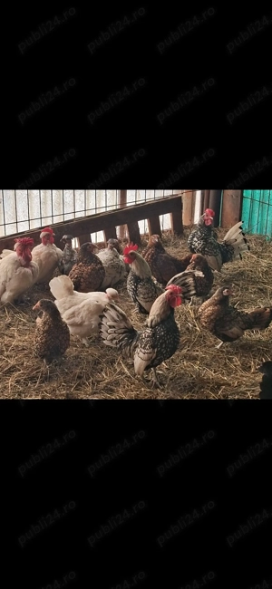 Găini pitice, culori deosebite.