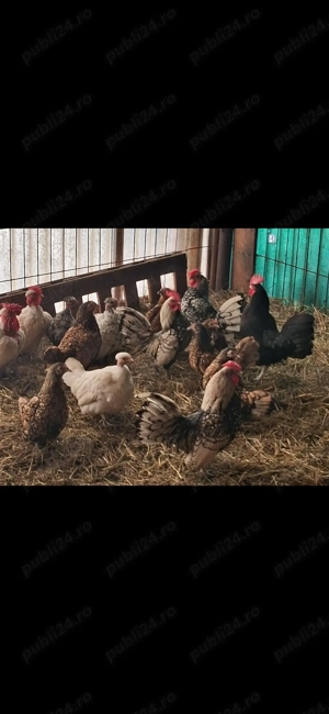 Găini pitice, culori deosebite. - imagine 2