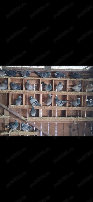 Găini pitice, culori deosebite. - imagine 4