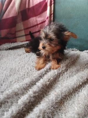 yorkshire trrier - imagine 3