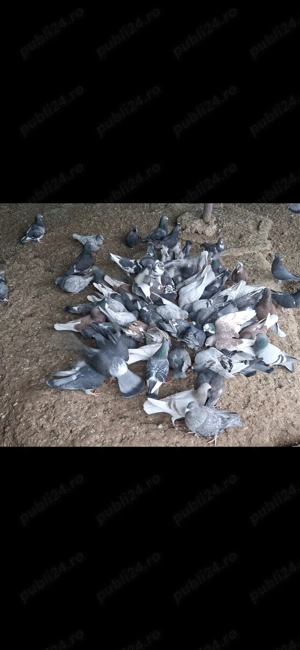 Găini pitice, culori deosebite. - imagine 3