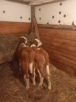 Vând 2 taurasi baltati romanesti  - imagine 2