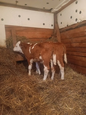 Vând 2 taurasi baltati romanesti  - imagine 4