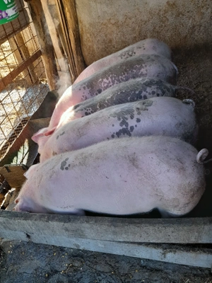 Grasuna de vanzare - imagine 4