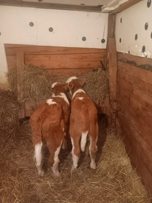 Vând 2 taurasi baltati romanesti  - imagine 3