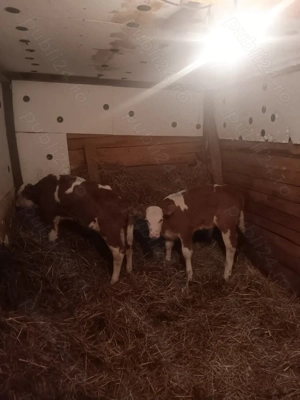 Vând 2 taurasi baltati romanesti  - imagine 5