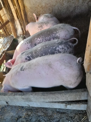 Grasuna de vanzare - imagine 3