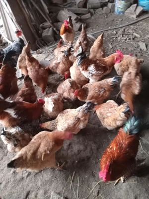 Cocosi de vanzare - imagine 2