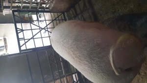 Vand scroafa 10 ron  kg - imagine 4