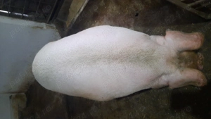 Vand scroafa 10 ron  kg - imagine 3