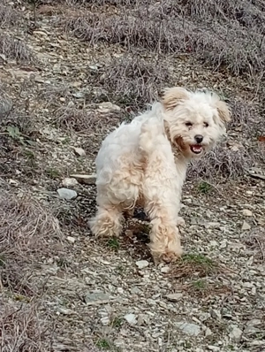 bishon maltez - imagine 2