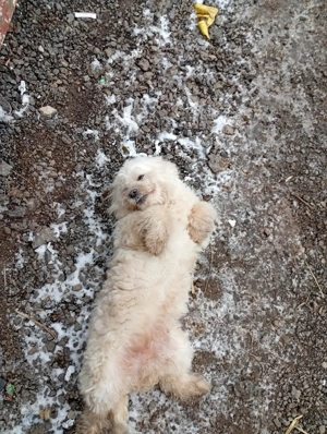 bishon maltez - imagine 4
