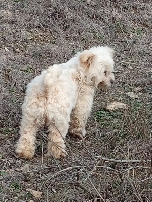 bishon maltez - imagine 3