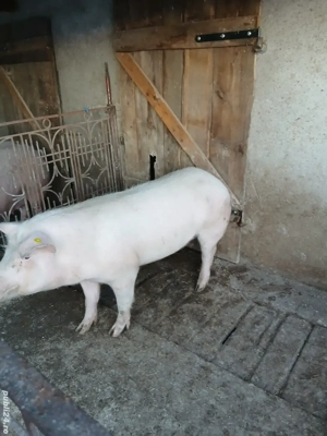 Vând porci cu greutate 130si180kg - imagine 4