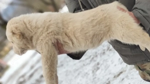 Femela Ciobanesc de Asia Centrală 