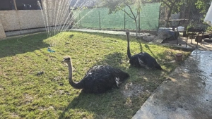 struti africani - imagine 2