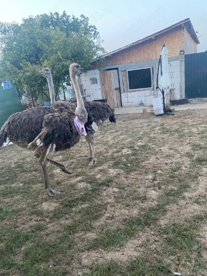struti africani - imagine 3