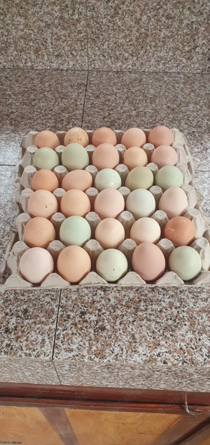 Ouă de gaina pentru incubat