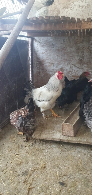 Ouă de gaina pentru incubat - imagine 3