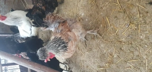 Ouă de gaina pentru incubat - imagine 5