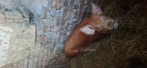 Disponibil scrofiță - imagine 2