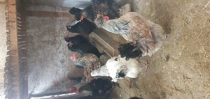 Ouă de gaina pentru incubat - imagine 4