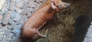 Disponibil scrofiță