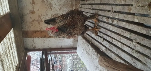 Ouă de gaina pentru incubat - imagine 2