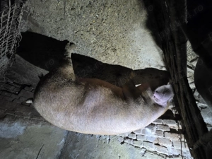 porci de vanzare - imagine 4