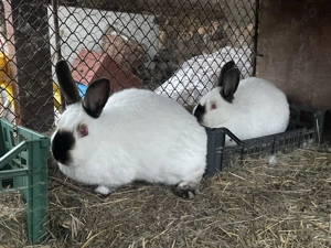 Iepuri Californieni  - imagine 3