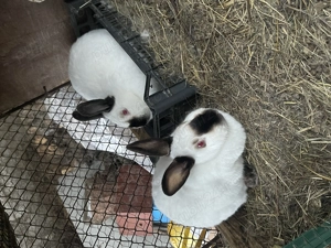 Iepuri Californieni  - imagine 2