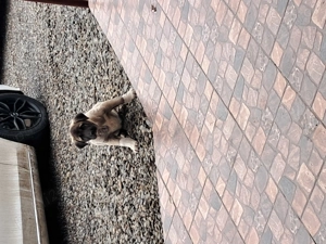 Vând Kangal catelusa foarte frumoasă din parinti foarte bunii,[pentru pretențioși] - imagine 4