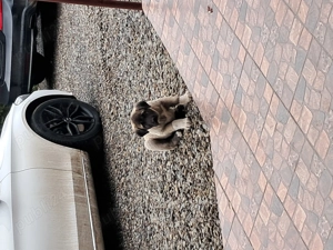 Vând Kangal catelusa foarte frumoasă din parinti foarte bunii,[pentru pretențioși] - imagine 5