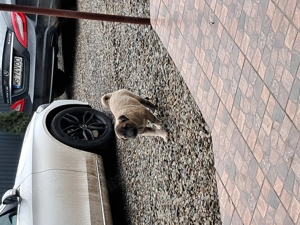 Vând Kangal catelusa foarte frumoasă din parinti foarte bunii,[pentru pretențioși] - imagine 3