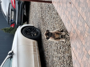 Vând Kangal catelusa foarte frumoasă din parinti foarte bunii,[pentru pretențioși] - imagine 2