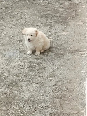 Donez o catelusa - imagine 2