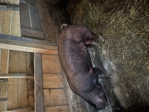 Scrofita pentru reproducere Duroc - imagine 2