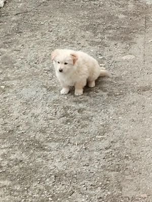 Donez o catelusa - imagine 3