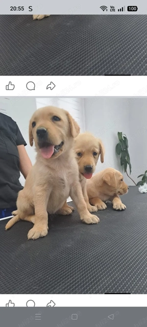 Vând pui Labrador Retriever ! - imagine 5