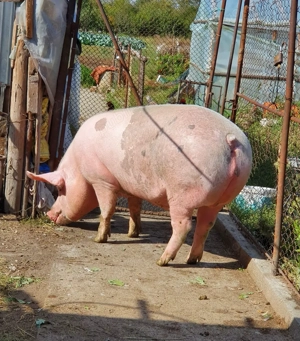 Porc de vanzare 150kg crescut Bio - imagine 5