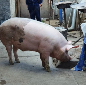 Porc de vanzare 150kg crescut Bio - imagine 2