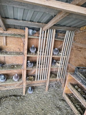 Vand porumbei - imagine 2