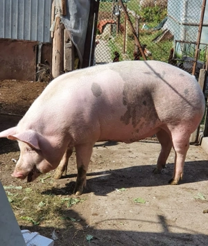 Porc de vanzare 150kg crescut Bio - imagine 4